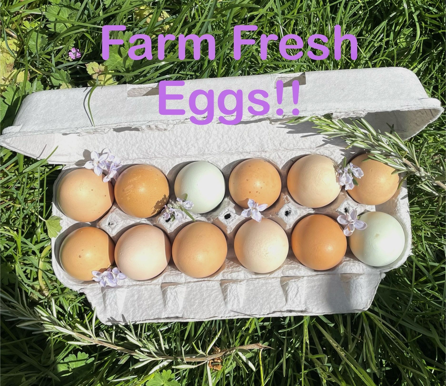 Farm Fresh Eggs!!