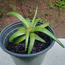 Green Hawortia