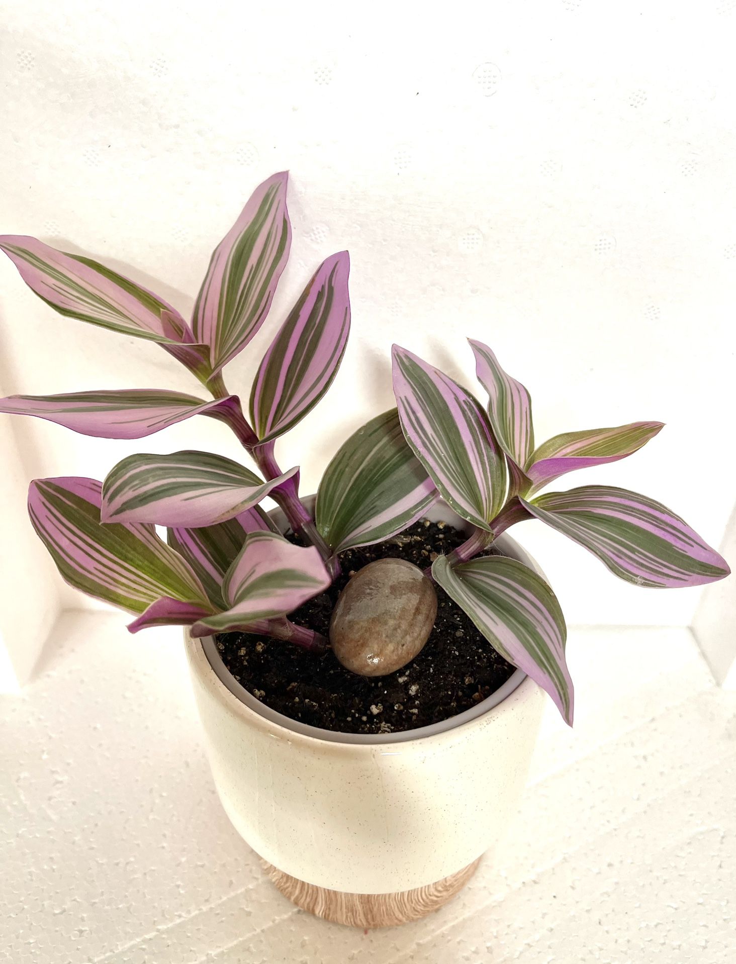 Tradescantia Nanouk House Plant In 4” Ceramic Pot.