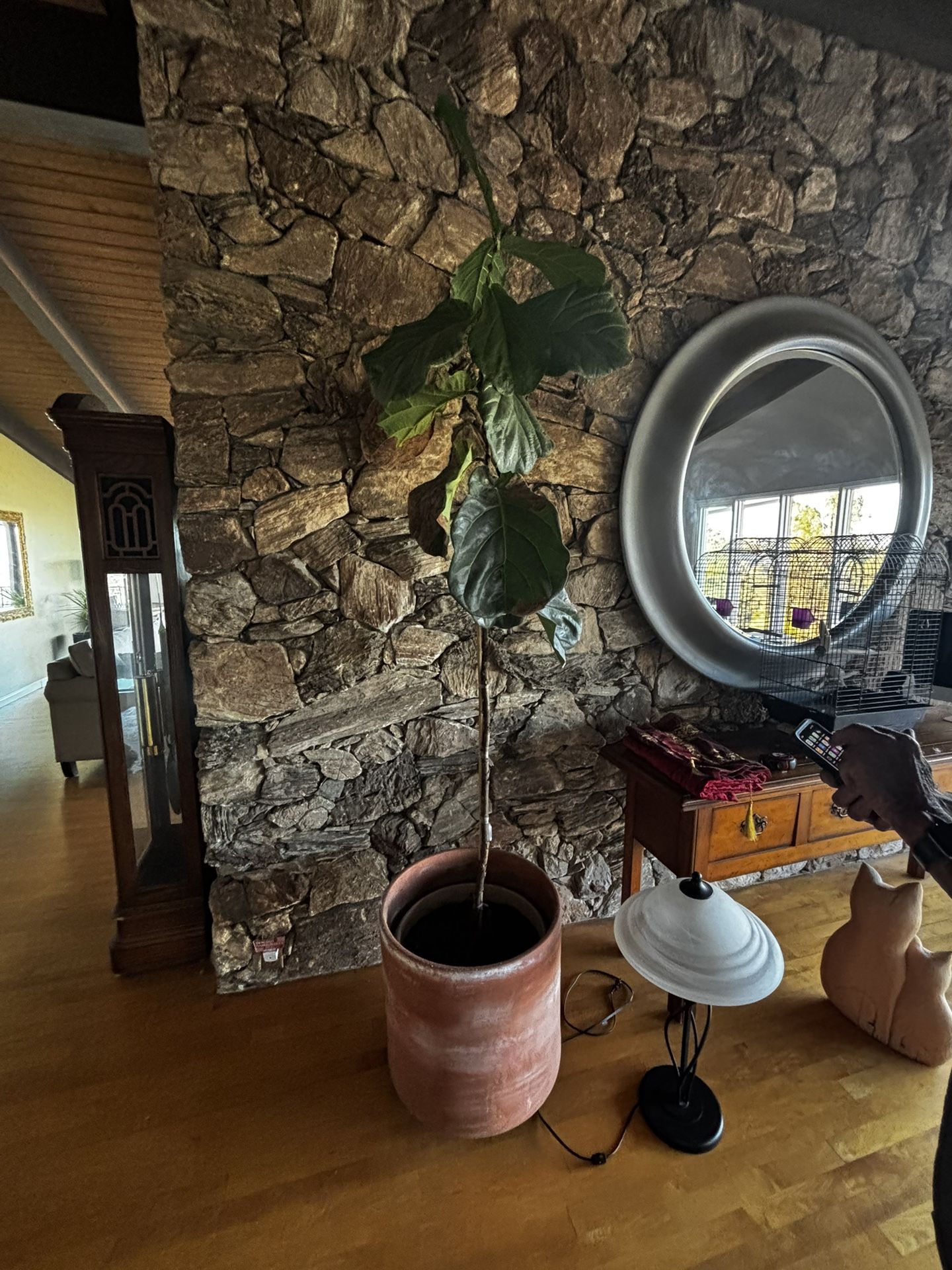 Tall potted fiddle leaf fig plant (30$)