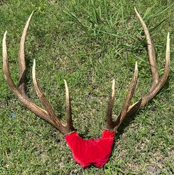 Real 5x5 elk antlers - large trophy rack - cabin / man cave / lodgecore