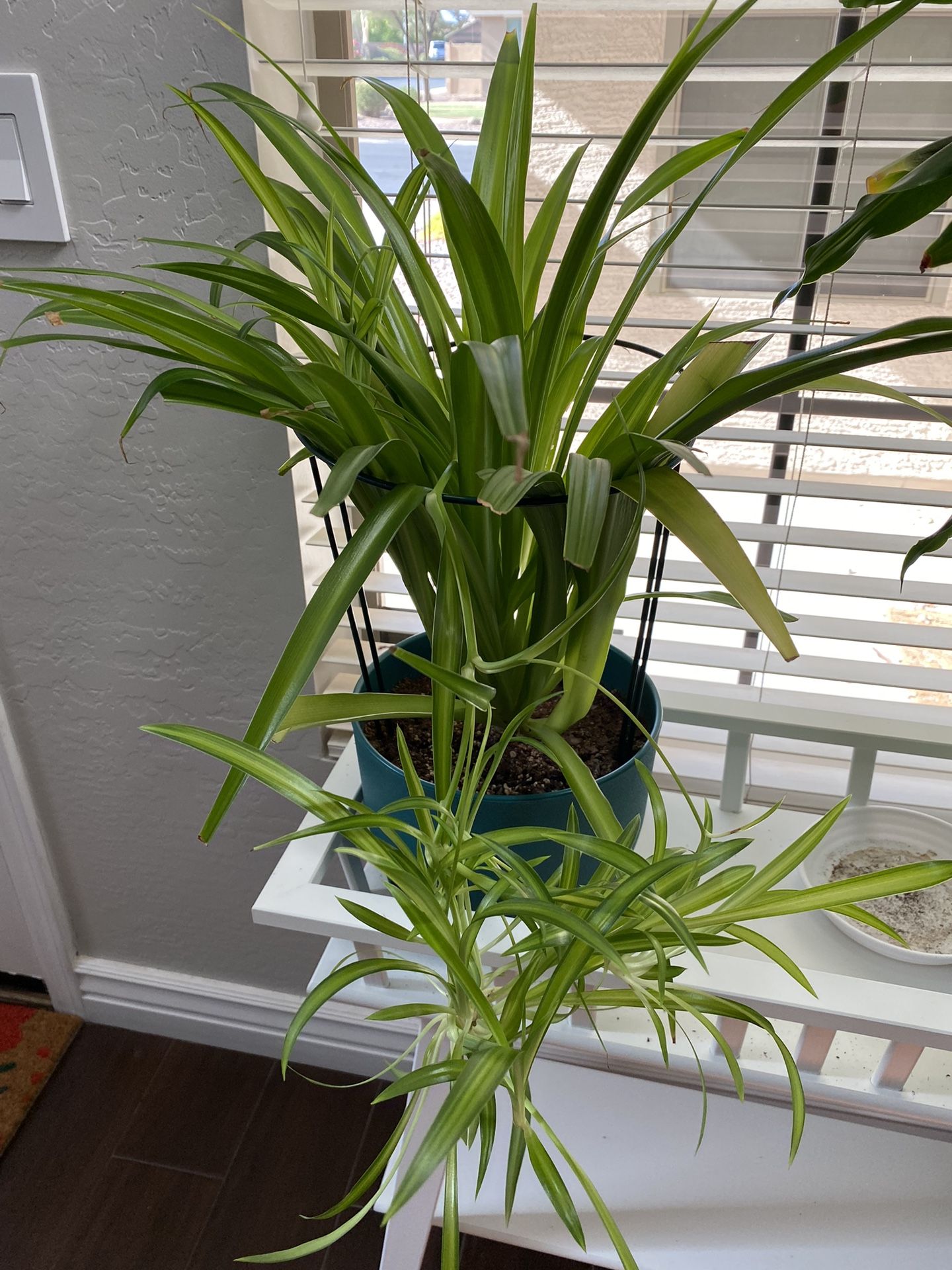 Hawaiian Spider Plant with babies!