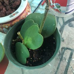 Hoya De Carazon