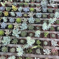 Succulent Decoration Drought Tolerant 