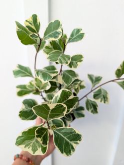 Ficus Triangularis Variegated Plant 4" Pot - Indoor House Plants