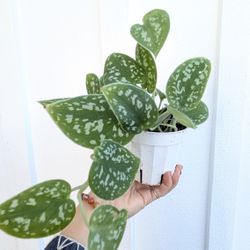 Scindapsus Pictus Argyraeus Silver Satin Pothos Plant 4" Pot - Indoor House Plants 