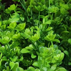 Artificial Flowers