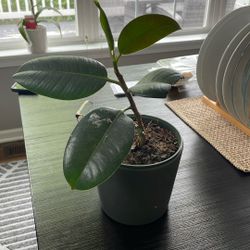 Plant 