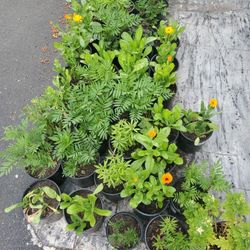 Calendula Plant Each $5