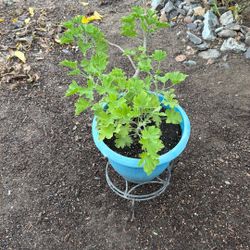 Planta De Geranio