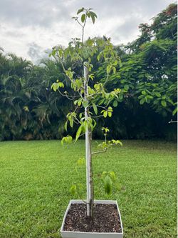 Gem Avacado trees