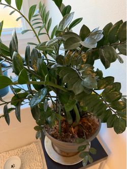 ZZ Plants