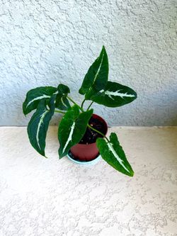 Syngonium  wendlandii  plant