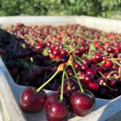 Fresh Cherries 