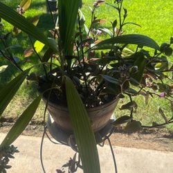 Esta Planta Con Una Palomita $20