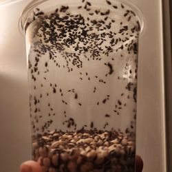 32oz Deli Cups For Reptiles And Feeders