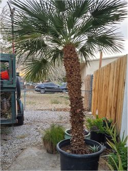 Palm Tree