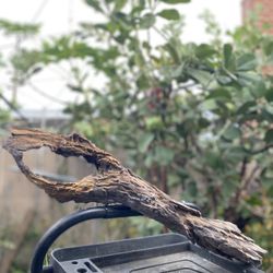 Driftwood Use For Fish Tank, Succulent Arrangements 