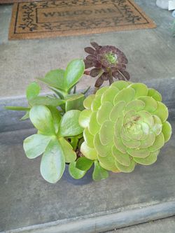 Succulent