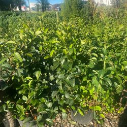 Viburnum 
