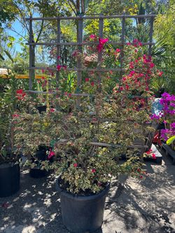 Bougainvillea 25gal on trellis