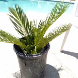 Baby Sago Palm In A Pot $14