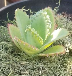 10 BABY CACTI PLANTLETS…GREAT DEAL For TEN