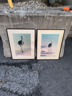 Frame photos of birds