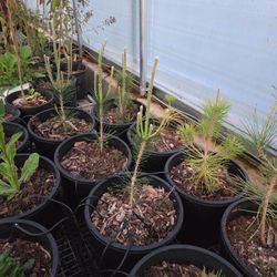 Black Pine Sapplings