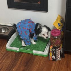 Dog Cloths 