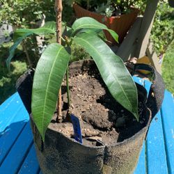Mango Plant
