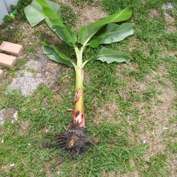 Large Dwarf Nam wah Banana Pup