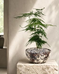 Asparagus Fern (Planter Included) #I3 ‘Local LA Seller’