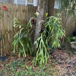 Large Mature Staghorn Fern – Florida Grown