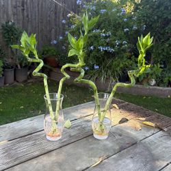 Lucky Bamboo