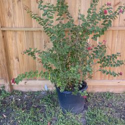 Crape Myrtle Plant in a pot