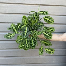 6” Big Maranta Leuconera Lemon Lime 