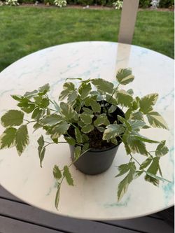 Aegopodium Podagraria ‘Variegatum’ (Outdoor Plant, Perennial)