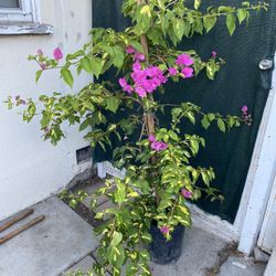 Bougainvillea, Veranera, Camellina Yellow Green Leaves Plant, In 5 Gallóns Pot Pick Up Only