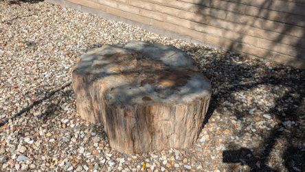 Large Petrified Wood