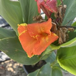 Yellow King Humbert Canna Lily Plant 