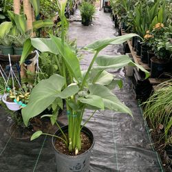 Alcatraz Plant 