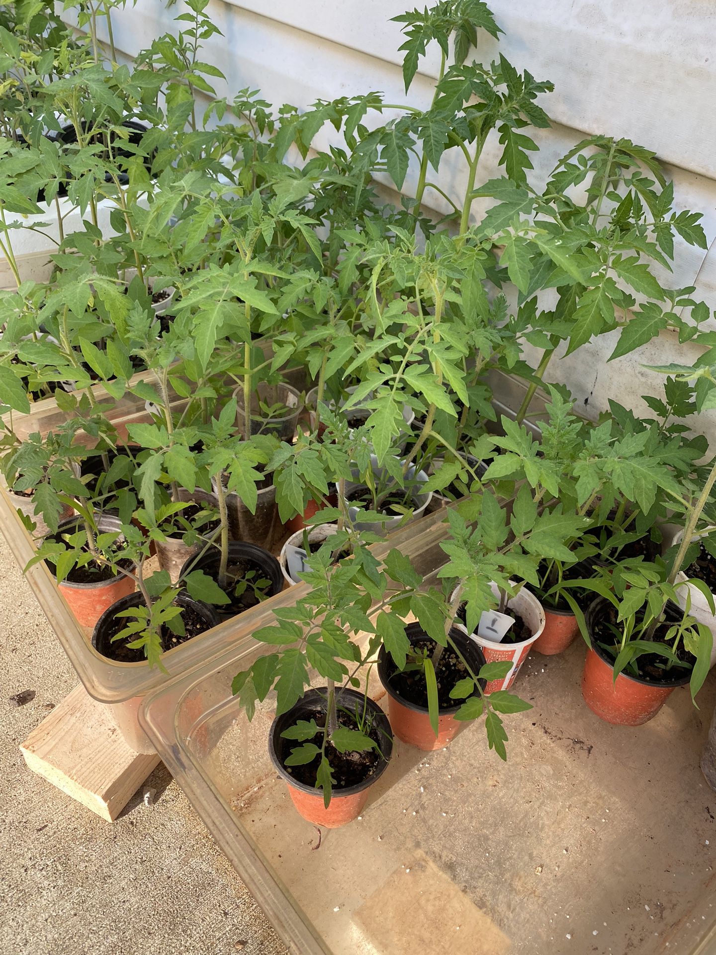 Tomato Plants- SALE 