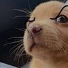 Nemo