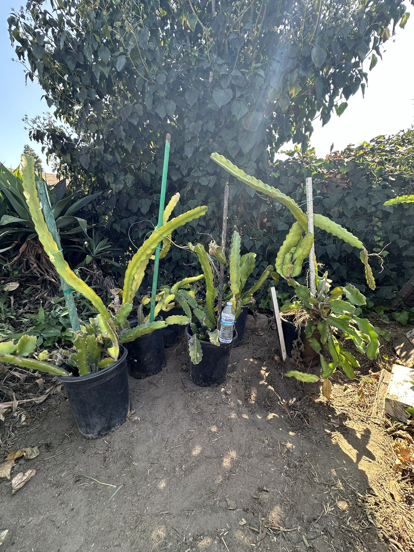 Large Dragon Fruit Cactus Good Eating Fruit