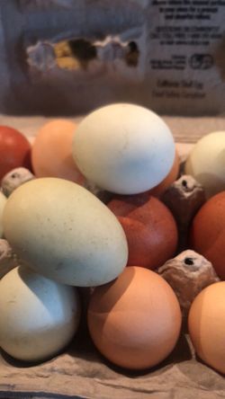 Cage Free Colored Eggs  Home Grown 