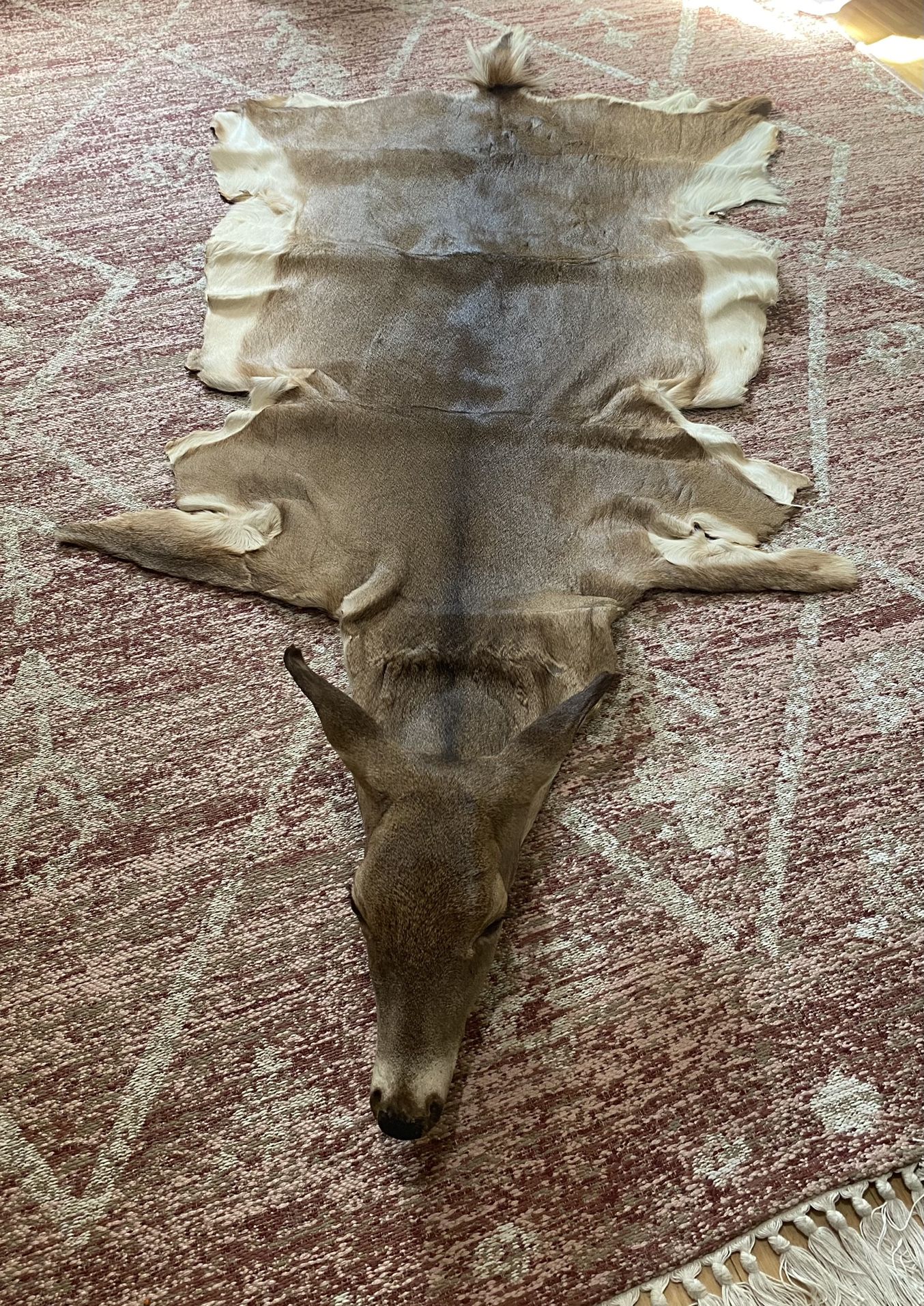 Leo Deer Rug Whitetail Deer Rug Pelt Carpet