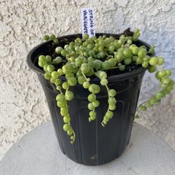 1 Gallon Pot Hanging Succulent Plant - Rare String of Pearls Variegated - Curio Rowleyanus - Established Plant - Drought Resistant -🪴  