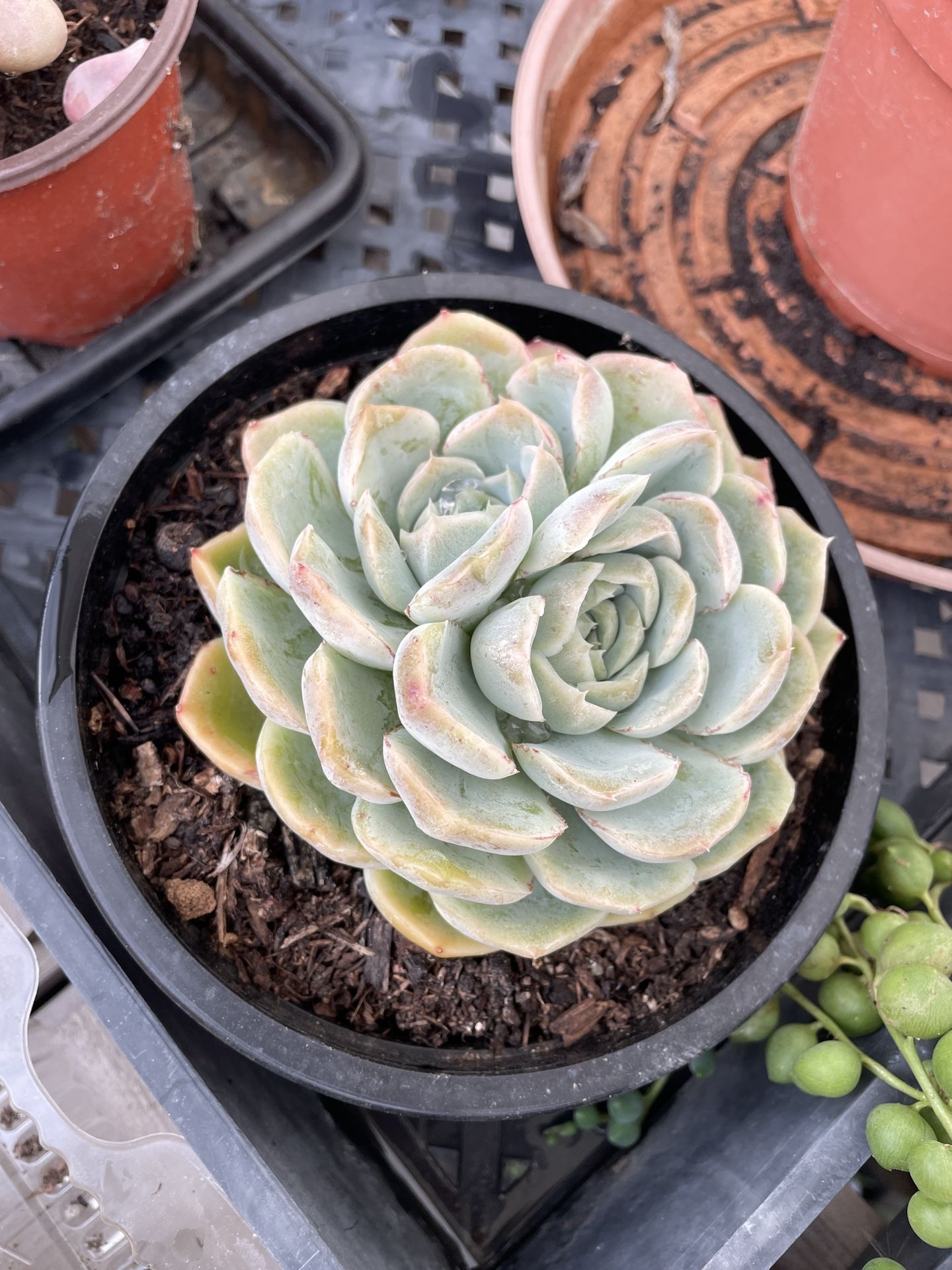 6in Pot Echeveria Succulent 