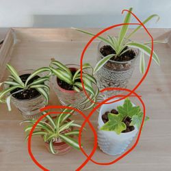 Monstera Spider And Indoor Plants